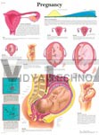 Pregnancy - Anatomical Chart